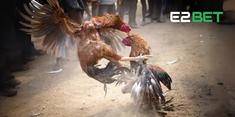 Tìm hiểu luật chơi Đá Gà E2BET